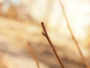 New Santa Rosa plum vegetative buds