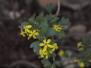 Golden Currant blossoms