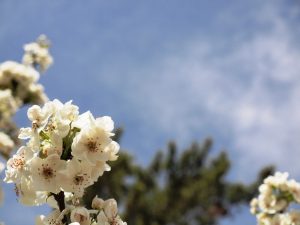 A cluster of white oriental pear blossoms with pink stamens against a blue sky and out of focus pine tree behind the blossoms