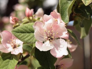 Pink quince blossoms and pubescent new quince leaves