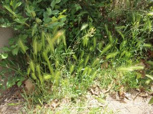 Hare barley seed heads developing