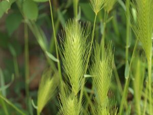 Hare barley seed heads showing awns that can be harmful to pets