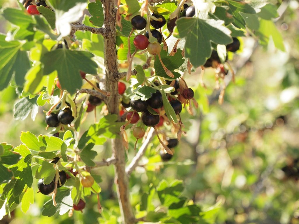 Black currents fruit of the Golden Currant - Ribes aureum