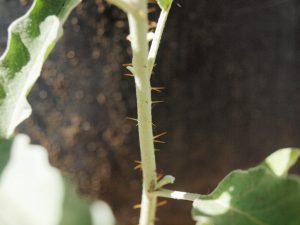 Spines on stems of silverleaf nightshade