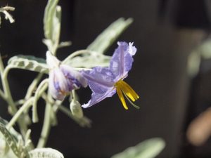 Attractive flower of silverleaf nightshade