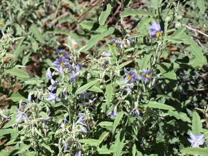 Clump of interconnected silverleaf nightshade plants