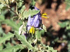 There are even spines on unopened flowers of silverleaf nightshade
