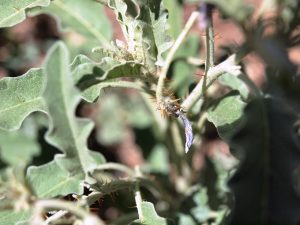 Spent flowers, leaves, stems, buds of silverleaf nightshade have spines