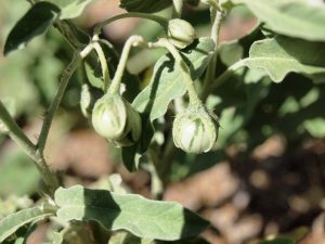 There are spines on fruit of silverleaf nightshade