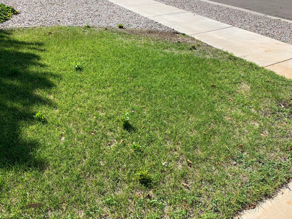 Cottonwood tree suckers in lawn