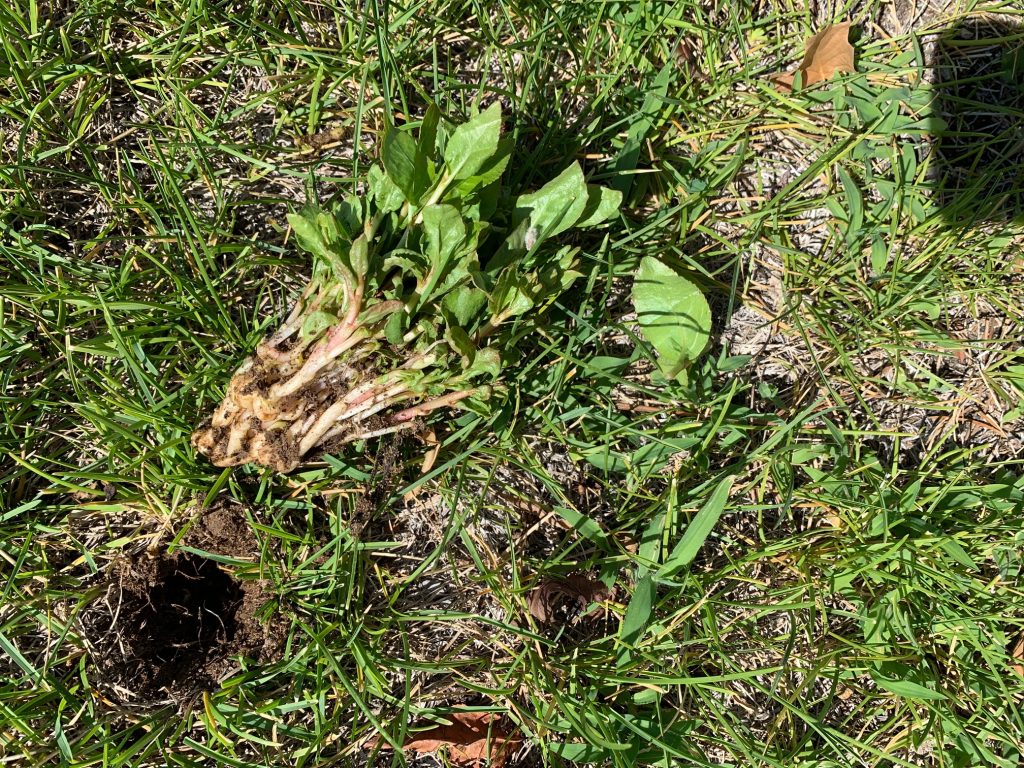 Cottonwood tree suckers pulled from lawn