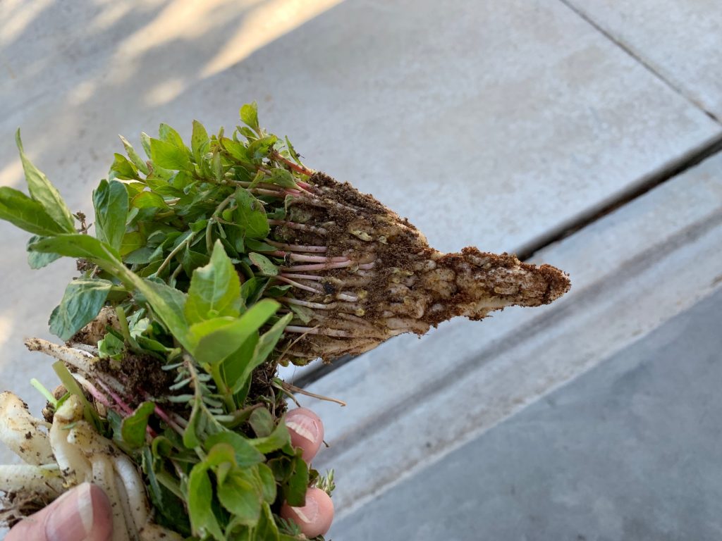 Closeup of cottonwood suckers pulled from lawn